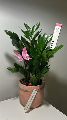 زاميا ( نبته العيد المميزة )