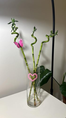 ساق بامبو حلزوني بطباعة قلب