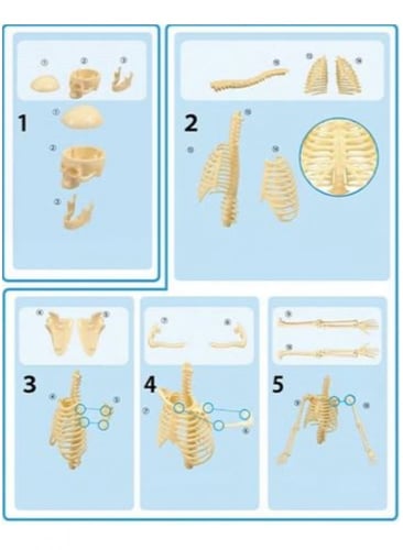 لعبة العلم والمعرفة عن اجهزة الجسم للأطفال نموذج ا...