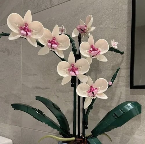 Orchid Flowers