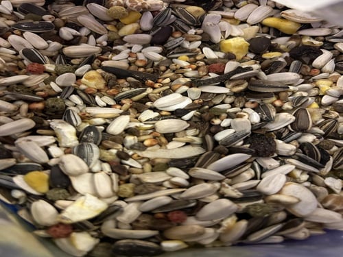 ديلي ناتشر أكل الببغاء خليط البذور مع الفواكه والخ...