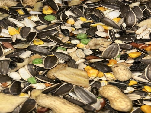 مشكل ببغاء مشكل الببغاوات الكبيرة من شركة قريزو ال...