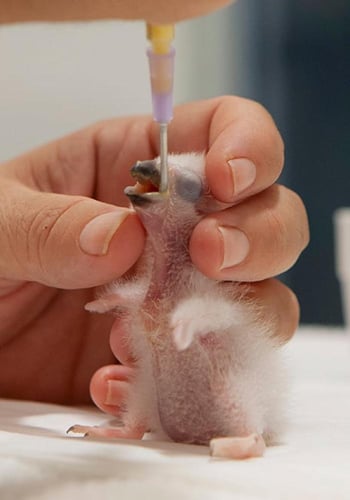 حليب الحويصلة من اليوم الاول سيتاكوس PISTTACUS cro...