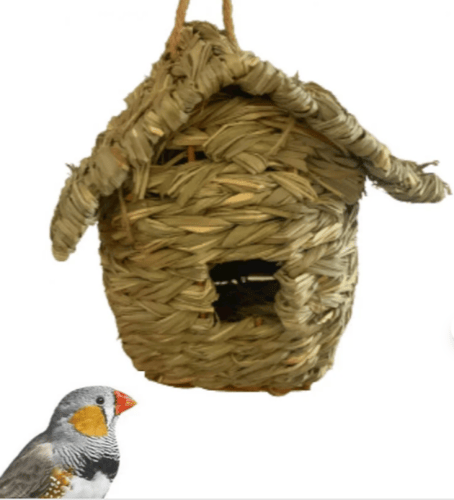 اعشاش وبيوت الزيبرا والعصافير الصغيرة