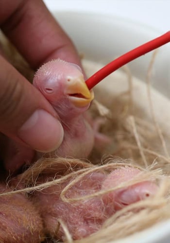 سيتاكوس أبرة غر انبوبة سيليكون psittacus red soft...