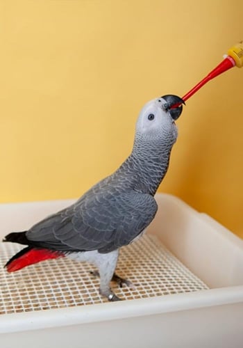 سيتاكوس أبرة غر انبوبة سيليكون psittacus red soft...