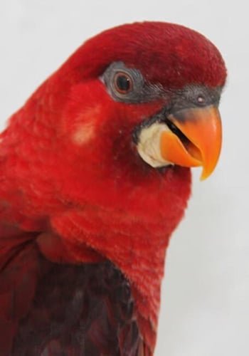 لوري بيرلز من سيتاكوس PSITTACUS LORY PEARLS