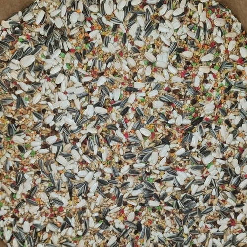 مانيتوبا مشكل الروز والكروان وطيور البراكيت بالفيت...