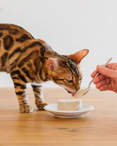 معلبات شيزر موس الدجاج للقطط الصغيرة Schesir kitte...