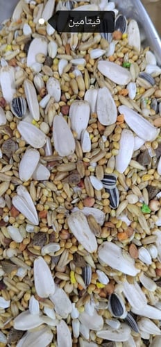 مانيتوبا مشكل الروز والكروان وطيور البراكيت بالفيت...