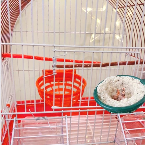 عش كناري بلاستك - تعليق داخل القفص