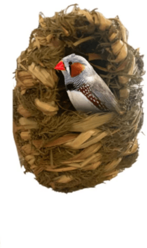 اعشاش وبيوت الزيبرا والعصافير الصغيرة