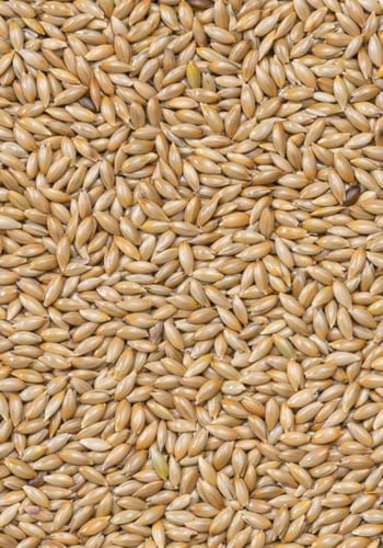 ديلي ناتشر خليط من البذور ساده - اكل الكناري والعص...