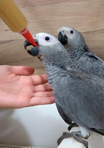 سيتاكوس أبرة غر انبوبة سيليكون psittacus red soft...