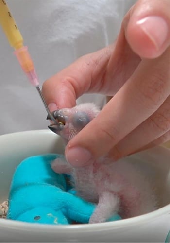 حليب الحويصلة من اليوم الاول سيتاكوس PISTTACUS cro...