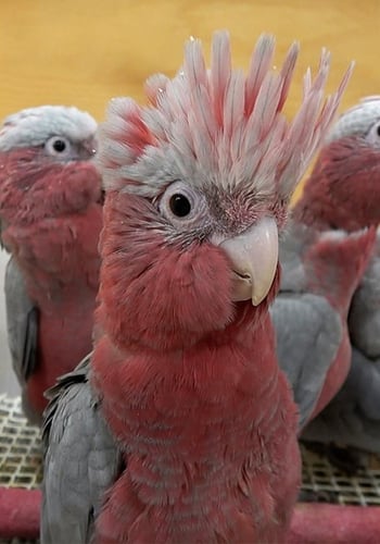 سيريلاك الكوكاتو من سيتاكوس cokatoo special hand f...