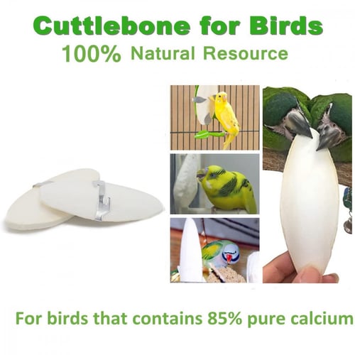 عظم حبار طبيعي للطيور مع مثبت Preveue Pet Cuttlebo...