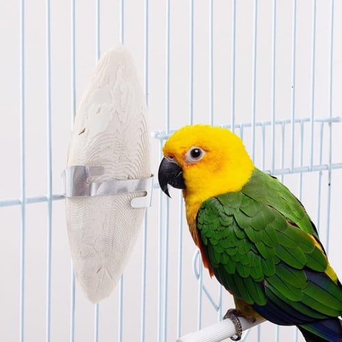 عظم حبار طبيعي للطيور مع مثبت عدد 2 حبة Preveue Pe...