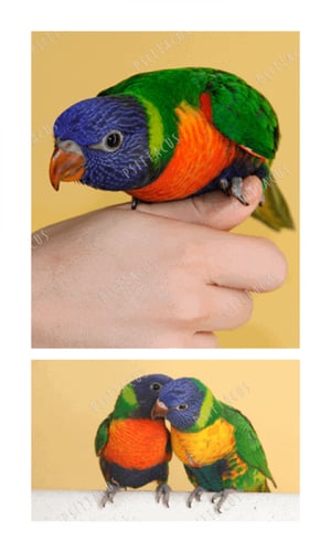 أكل اللوري جل من شركة سيتاكوس PSITTACUS Lory Gel