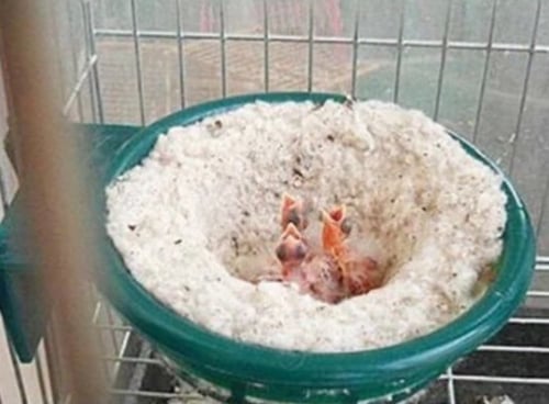 عش كناري بلاستك - تعليق داخل القفص