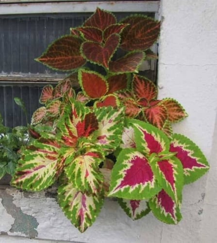 بذور زهرة السجاد (Coleus Blume)