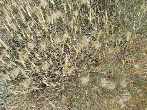 ذعلوق الجمل 40 بذرة تقريبا Scorzonera tortuosissim...