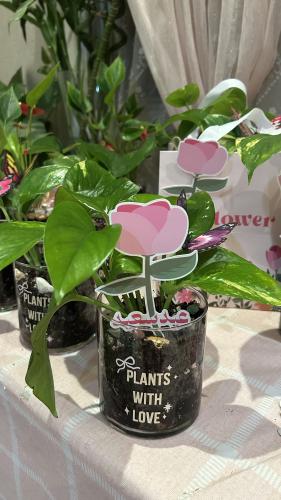 نبته العيد صغيره