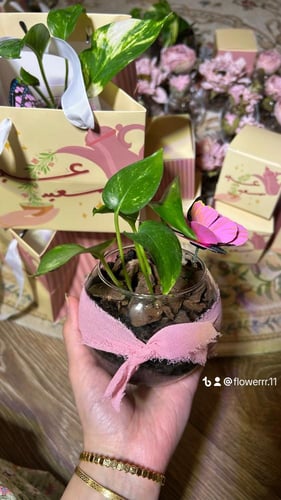 نبته العيد جديد