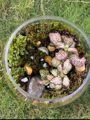 غابه زجاجيه حجم كبير