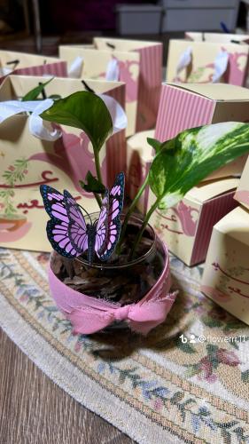 نبته العيد جديد