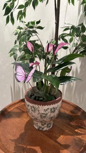 انتوريوم وردي