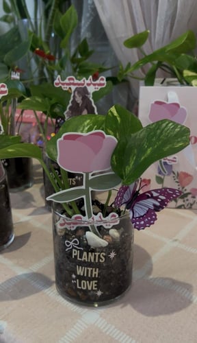 نبته العيد صغيره