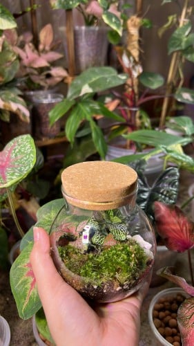 غابه زجاجية تيراريوم