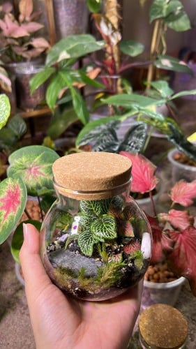 غابة زجاجية تيراريوم