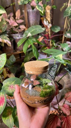 غابة زجاجية تيراريوم