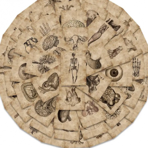 ملصقات الانسان والتشريح | 56 ملصق