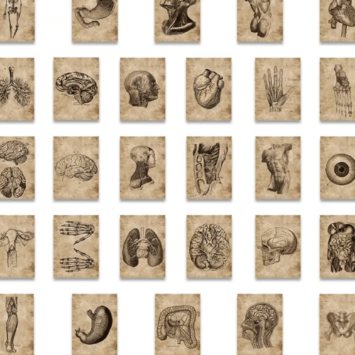 ملصقات الانسان والتشريح | 56 ملصق