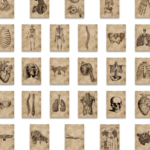 ملصقات الانسان والتشريح | 56 ملصق
