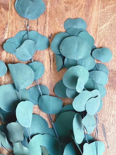 اغصان يوكالبتوس طبيعي مجفف -  كبير