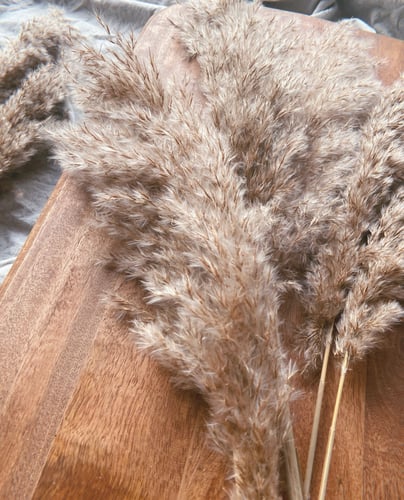 اغصان بامباس كثيفة - مجموعة من 5 اغصان