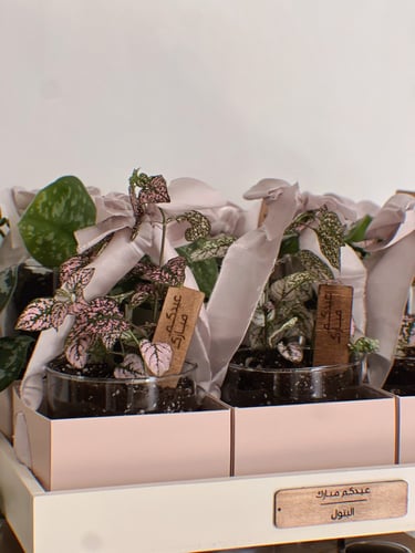 عيدية نبتة ملونة - وردي