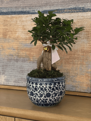 هدية شجرة البونساي | زرقاء