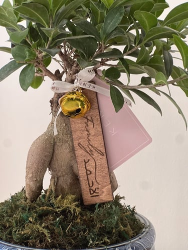 هدية شجرة البونساي | زرقاء