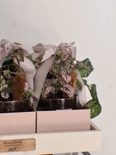 عيدية نباتات ملونة - مجموعة من ٦