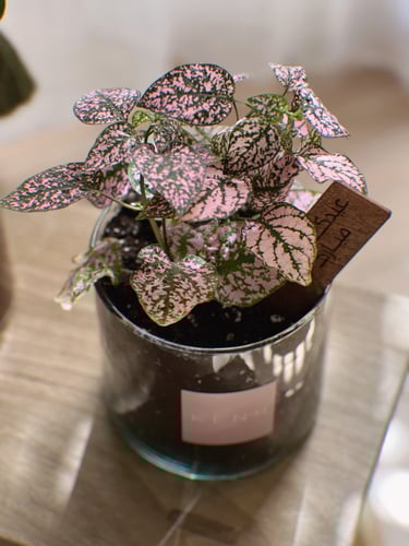 عيدية نباتات ملونة - مجموعة من ٦