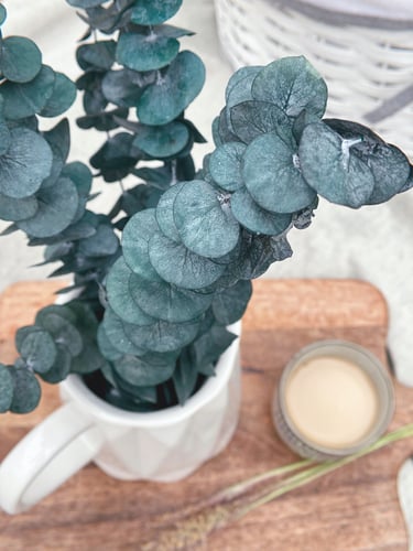 اغصان يوكالوبتس طبيعي مجفف