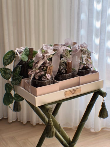 عيدية نباتات ملونة - مجموعة من ٦