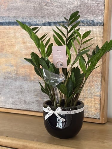 هدية نبتة زاميا | اصيص بصناعة يدوية