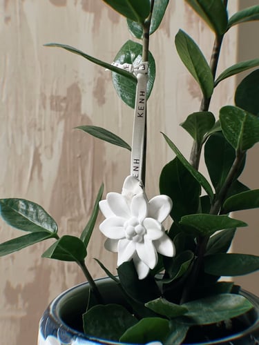 هدية نبتة الزاميا - صغير