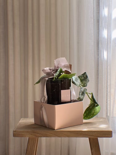 عيدية نبتة ملونة - وردي